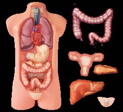 Juego de Torso Torso humano que nos lleva de la mano para de — El Mundo de Sophia