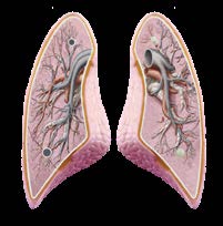 Sistema Respiratorio Modelo a escala del sistema respiratori — El Mundo de Sophia
